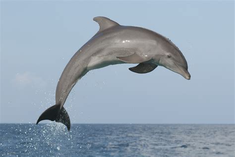 Discovering the Power of Imagination in Dolphins at Daybreak